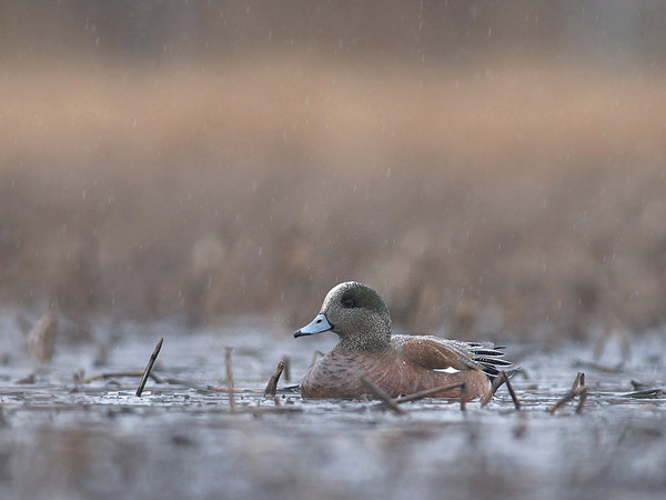 Amerikanhaapana, American Wigeon, Anas americana